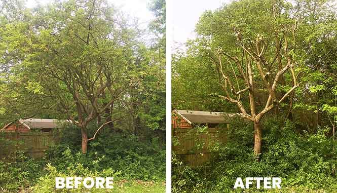 Garden transformation 1 — before and after