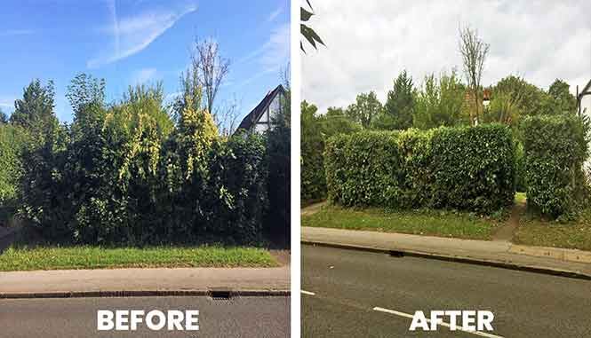 Garden transformation 2 — before and after