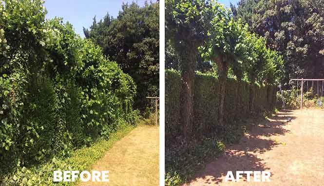 Garden transformation 4 — before and after