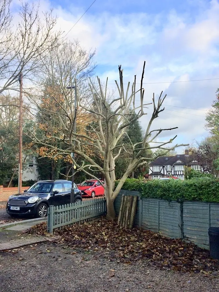Garden and landscaping work by Gregory’s Gardens, photograph 2